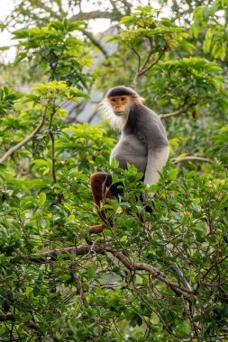 Kırmızı bıçaklı Douc Langur - Pygathrix nemaeus, güzel renkli primat Güneydoğu Asya 'nın tropik ormanlarına özgü endemik, Son Tra, Vietnam.