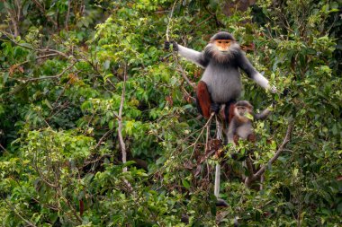 Kırmızı bıçaklı Douc Langur - Pygathrix nemaeus, güzel renkli primat Güneydoğu Asya 'nın tropik ormanlarına özgü endemik, Son Tra, Vietnam.