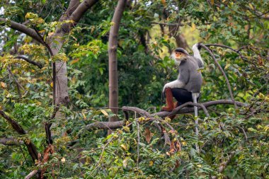 Kırmızı bıçaklı Douc Langur - Pygathrix nemaeus, güzel renkli primat Güneydoğu Asya 'nın tropik ormanlarına özgü endemik, Son Tra, Vietnam.