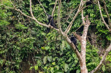 Hatinh Langur - Trachypithecus hatinhensis, Orta Vietnam 'daki kireçtaşı ormanlarına özgü, yüksek derecede tehdit altındaki güzel siyah Asya primatı.
