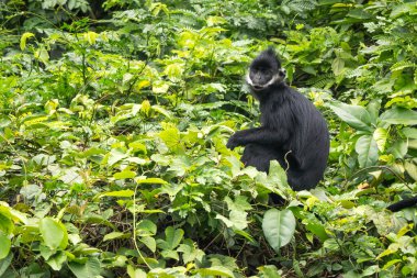 Hatinh Langur - Trachypithecus hatinhensis, Orta Vietnam 'daki kireçtaşı ormanlarına özgü, yüksek derecede tehdit altındaki güzel siyah Asya primatı.