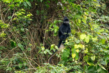Hatinh Langur - Trachypithecus hatinhensis, Orta Vietnam 'daki kireçtaşı ormanlarına özgü, yüksek derecede tehdit altındaki güzel siyah Asya primatı.