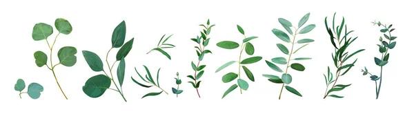 绿色桉树叶落 可编辑的水彩矢量插图 银元的分支 植物学 乡村设计元素的婚礼邀请函 除了日期 模式孤立在白色 — 图库矢量图片