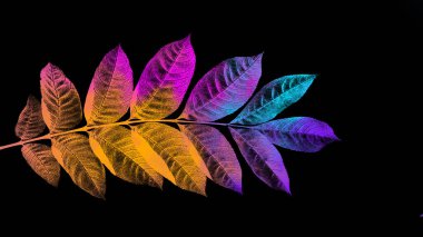 Siyah arkaplanda renkli yaprakları olan dal