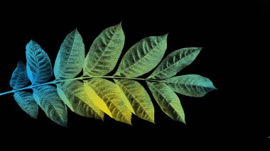 Siyah arkaplanda renkli yaprakları olan dal