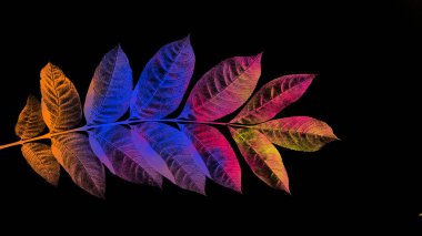 Siyah arkaplanda renkli yaprakları olan dal