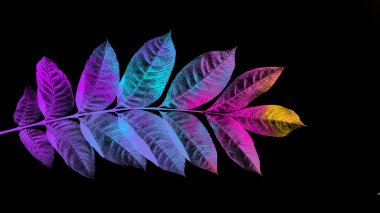 Siyah arkaplanda renkli yaprakları olan dal