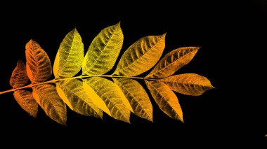 Siyah arkaplanda renkli yaprakları olan dal