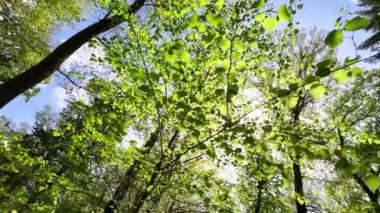 Ormanda parlayan güneşli güzel yeşil ağaçlar, dipten manzara