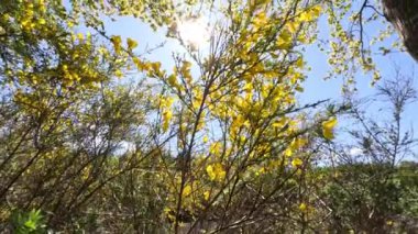 Bahçede büyüyen sarı çiçekli güzel ağaçlar.
