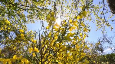 Bahçede büyüyen sarı çiçekli güzel ağaçlar.