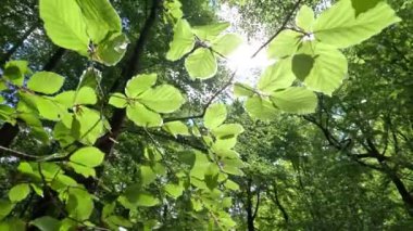 Ormanda parlayan güneşli güzel yeşil ağaçlar, dipten manzara