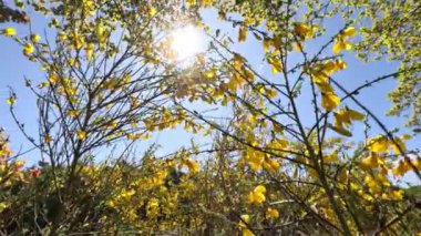 Bahçede büyüyen sarı çiçekli güzel ağaçlar.