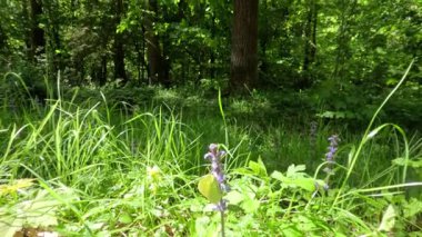 Ormandaki çiçeklerin üzerinde oturan güzel kelebek