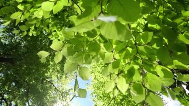 Ormanda parlayan güneşli güzel yeşil ağaçlar, dipten manzara