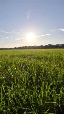 Sabah yeşil alan Doğa manzaralı manzara 