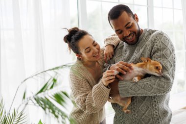 Gülümseyen genç çift rahat giysiler içinde evde chihuahua köpeği okşuyor.