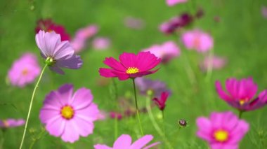 güzel cosmos çiçek alanı.