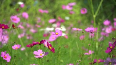 güzel cosmos çiçek alanı.