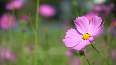 güzel cosmos çiçek alanı.
