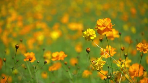 Piękny Żółty Kosmos Kwiat Pole — Wideo stockowe