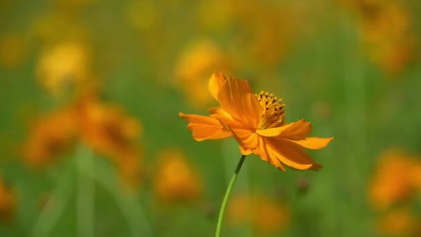 Όμορφο Κίτρινο Πεδίο Λουλούδι Σύμπαν — Αρχείο Βίντεο
