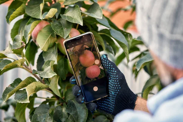 hands farmer taking photo with mobile smart phone in indoor organic apples produce in greenhouse garden nursery farm, agriculture business, smart farming technology concept.