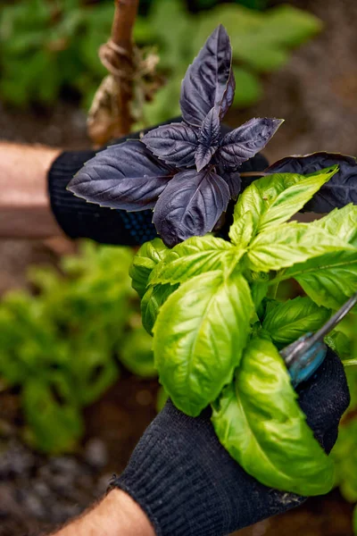 farmer hands holding violet and green basil plant leaves, organic agriculture background, ecology concept.