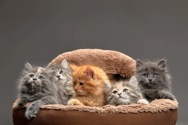 Little kittens are sitting in a cat bed, little kittens are playing in a cat bed, on a gray background. Close-up of multi-colored kittens on an ottoman for cats.