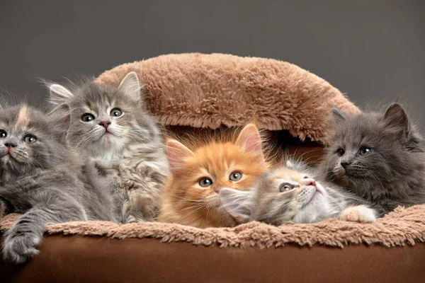 group of five different colored kittens together resting inside of basket pet carrier looking out.