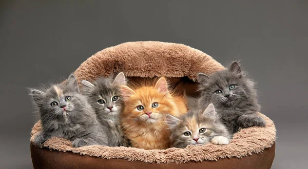 group of five different colored kittens together resting inside of basket pet carrier looking out.