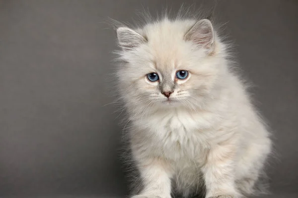 Cute White kitten with blue eyes portrait. Cat kid animal with interested, question facial face expression. Small white kitten on white background. Long web banner.