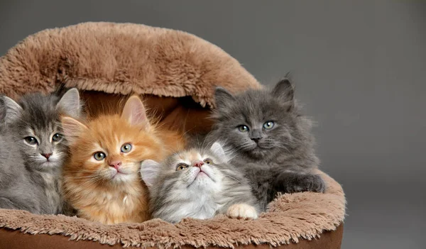 Little kittens are sitting in a cat bed, little kittens are playing in a cat bed on a gray background. Close-up of colorful kittens on a cat ottoman.