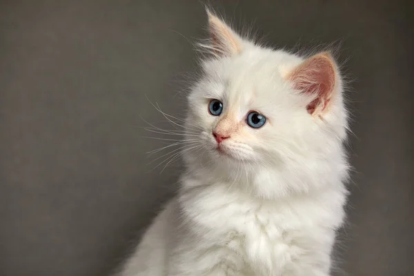 A small fluffy white kitten on a gray background, the kitten looks to the side while sitting on a gray background close-up.