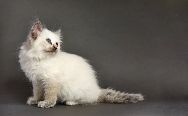 A small fluffy white kitten on a gray background, the kitten looks to the side while sitting on a gray background