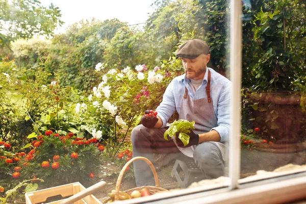 A male farmer in an apron harvests, picking home harvest, own vegetable garden, growing vegetables at home and in the garden, country lifestyle, picking ripe vegetables and fruits in his garden