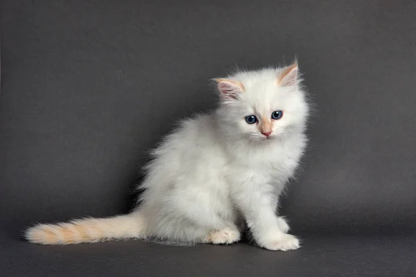 Hafif Arka Planda Sevimli Tüylü Kedi Yavrusu Metin Için Boşluk — Stok fotoğraf