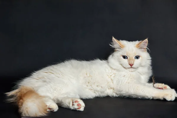 Пушистый Белый Кот Лежит Темно Сером Фоне — стоковое фото