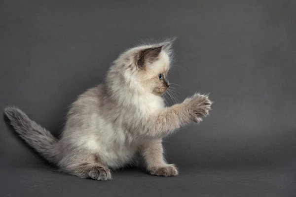 Cute Fluffy Kitten Gray Background Space Text — Stock Fotó