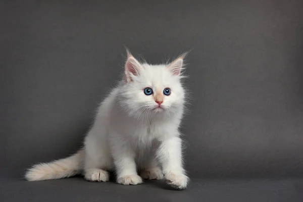 Cute Fluffy Kitten Gray Background Space Text — Fotografia de Stock