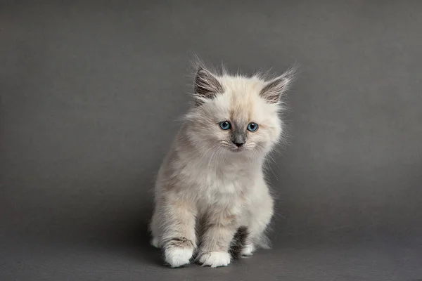 Cute Fluffy Kitten Gray Background Space Text — Stock Fotó