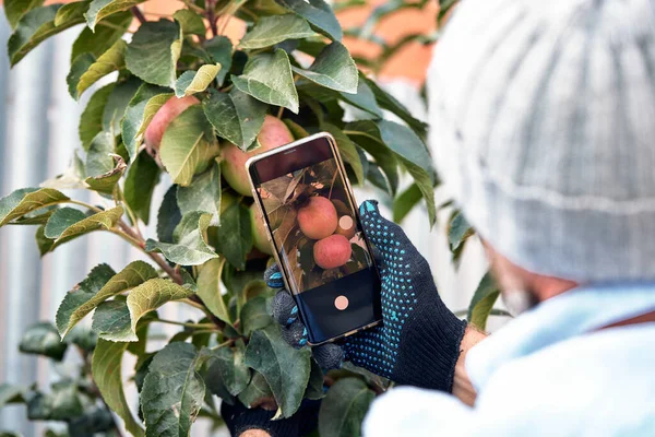 hands farmer taking photo with mobile smart phone in indoor organic apples produce in greenhouse garden nursery farm, agriculture business, smart farming technology concept