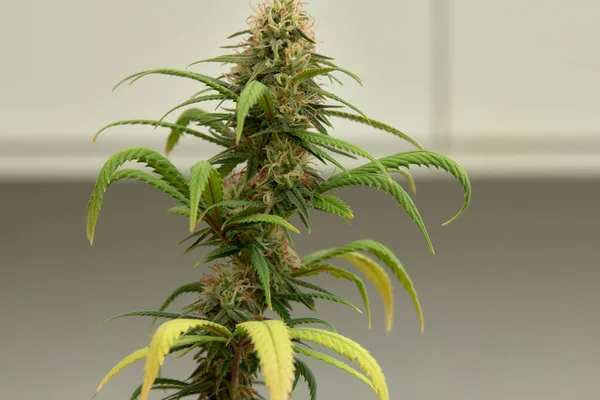 Cannabis Bush Close Tetrahydrocannabinol Macro Medical Marijuana Footage Design Decoration — Stockfoto
