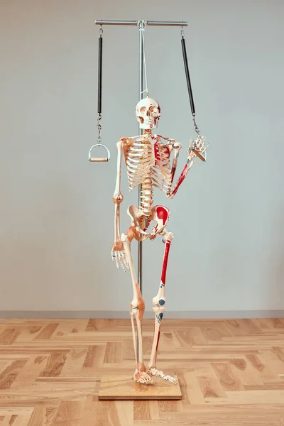 Skeleton in pilates studio, visual aid for human body training, healthy lifestyle.