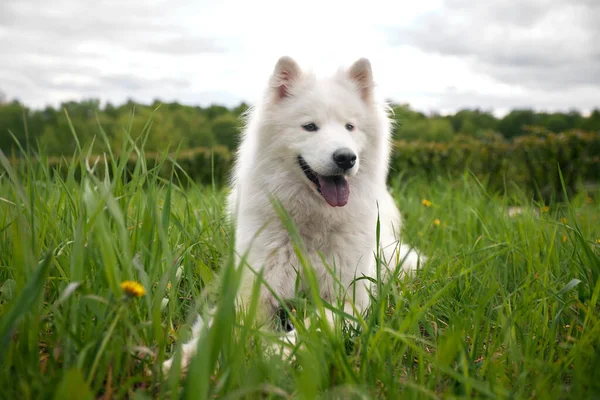 A fluffy white dog of the Samoyed breed lies on a green lawn among grass and flowers. A dog is a pet, friend and companion of a person