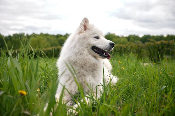 サモイード種のふわふわした白い犬は 草や花の間に緑の芝生の上にあります 犬はペットであり 友人であり 人の仲間です — ストック写真