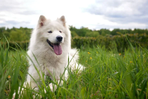 Ein Flauschiger Weißer Hund Der Rasse Samojew Liegt Auf Einem — Stockfoto