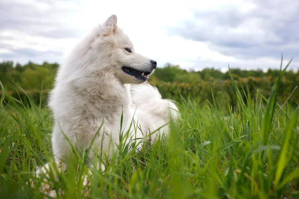 萨摩亚品种的一只毛茸茸的白狗躺在草坪上 草地上 花朵丛生 狗是人的宠物 朋友和伴侣 — 图库照片