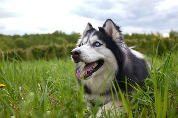 Szibériai Husky Fajta Fekete Fehér Kutyája Egy Zöld Nyári Gyepen — Stock Fotó