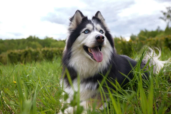 西伯利亚哈士奇种的一条黑白相间的狗躺在草地和花朵间的绿色夏季草坪上 狗是人类的朋友和伴侣 — 图库照片